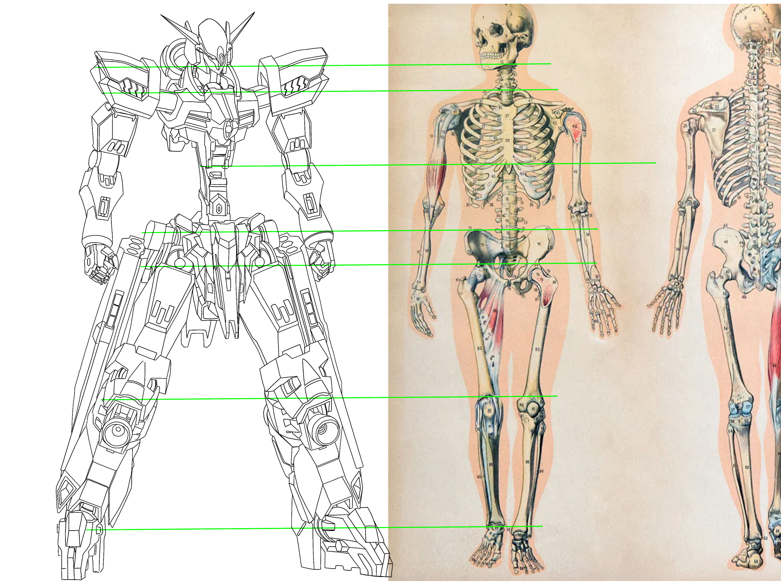 Faelestial Gundam compared with human skeleton