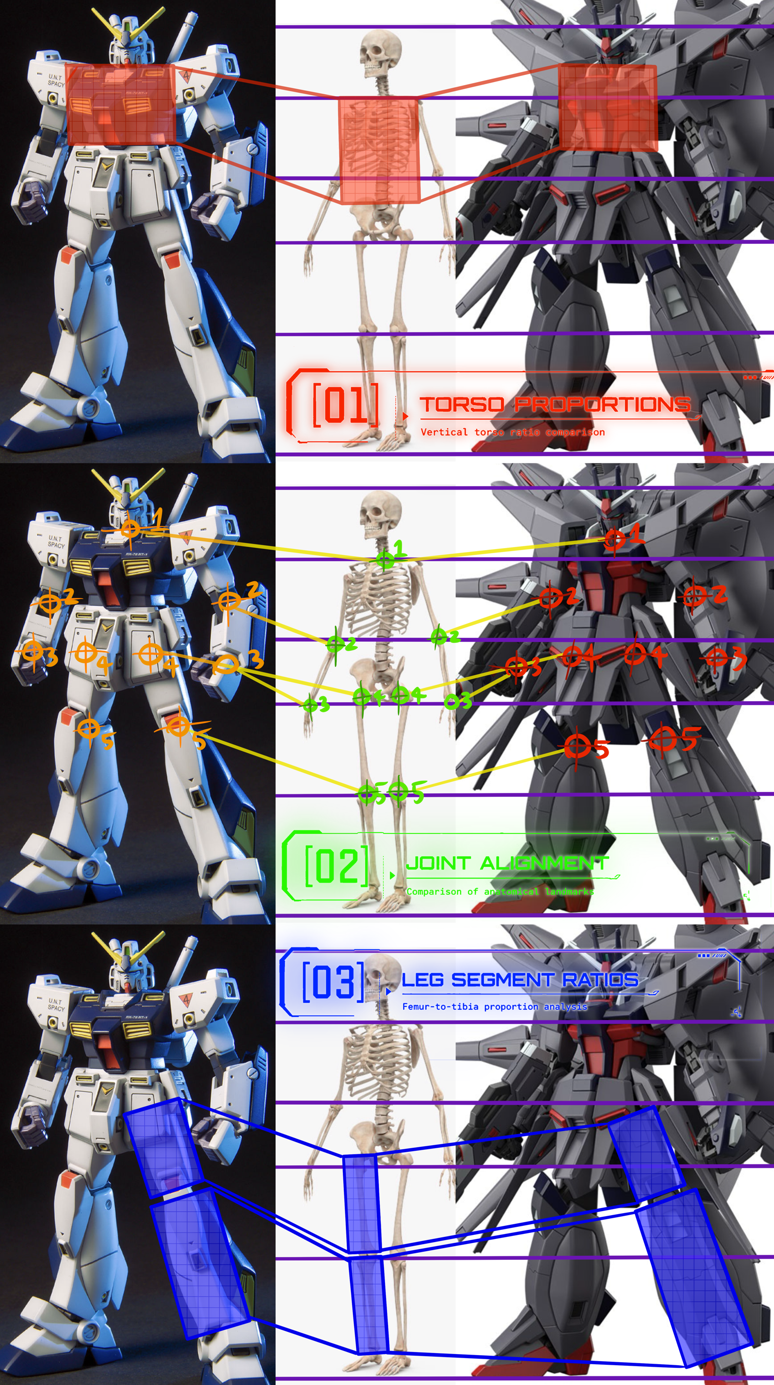 Human proportion study